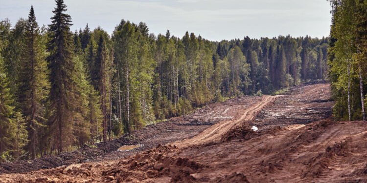 Más allá de los mapas: Las carreteras no registradas en la deforestación tropical