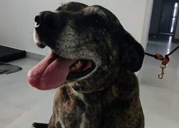 ¡Felicidades China! Hoy se conmemora el Día del Animal