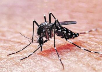 Dengue: El NOA es un sube y baja