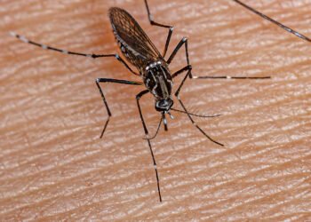 Se iniciará la vacunación focalizada contra el dengue