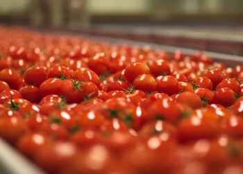 Red de protección para enfermos pediátricos de cáncer