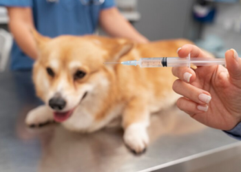 Campaña de registro y vacunación de mascotas en San Salvador de Jujuy