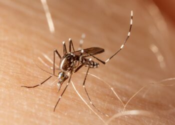 Casa por casa: La estrategia jujeña contra el dengue