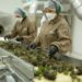Jujuy lidera la industria y el mercado regional de cannabis medicinal