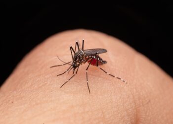 Todos contra el mosquito transmisor del dengue