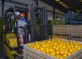 Inversiones y lluvias favorecen la producción de cítricos